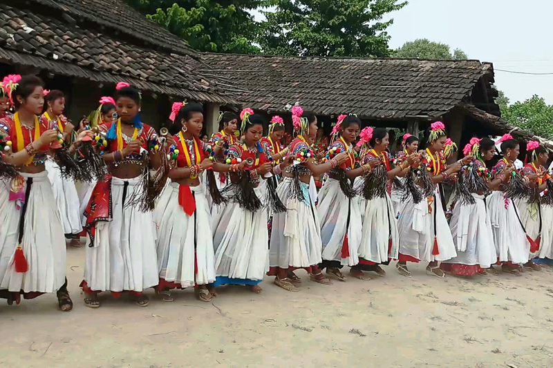 Women from Tharu community perform the traditional Sakhiya dance at Piplaadi of Kanchanpur district, on Monday, October 02, 2017. Photo: RSS