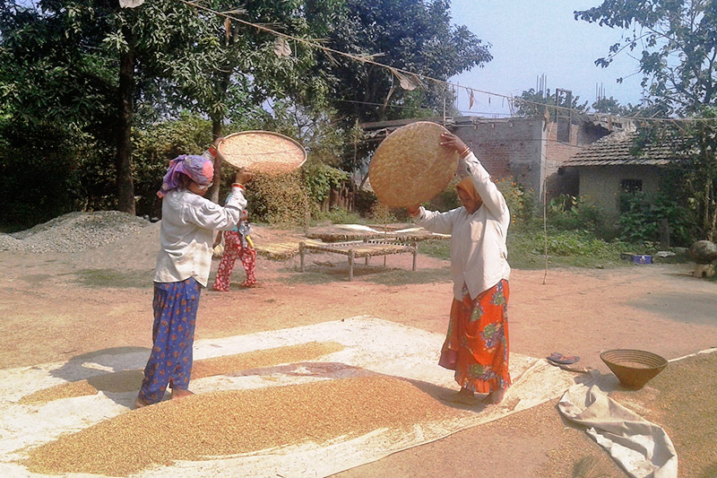 Famers winnowing paddy crop in Kanchanpur district, on Friday, October 27, 2017. Photo: RSS