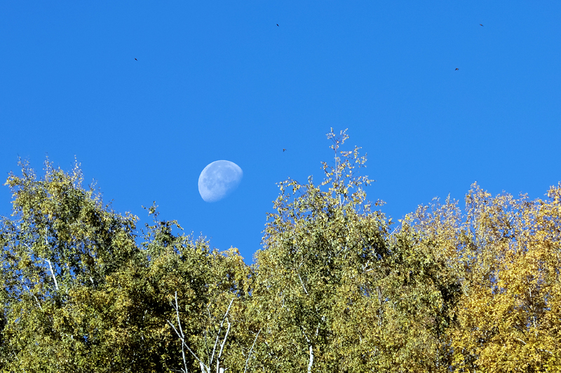 The half moon is pictured over an autumn forest on a sunny day outside Almaty, Kazakhstan October 10, 2017. Photo: Reuters