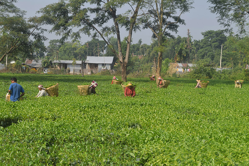 Locals picking tea leaves at a garden in Arjundhara Municipality-2 in Jhapa district, on Thursday, November 23, 2017. Photo: RSS