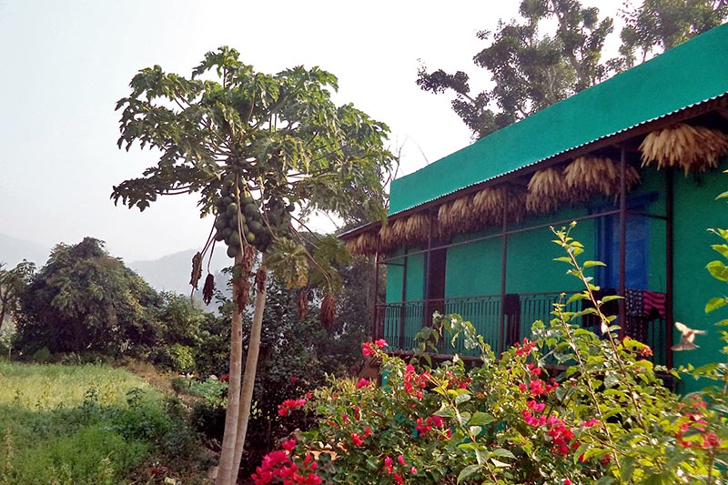 Dried maize are seen hanging under the roof, a traditional method to store maize in Nepal, in Sworgadwari Municipality-3 of Pyuthan district, on Tuesday, December 5, 2017. Photo: RSS