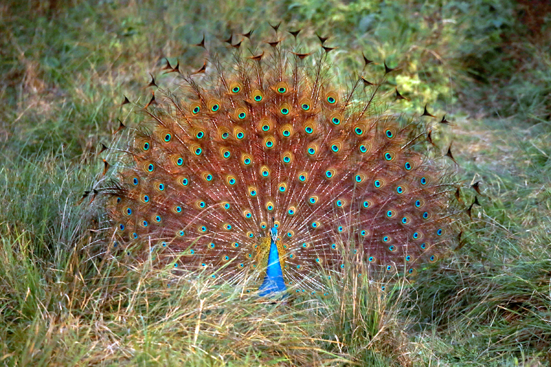 A peacock spreads its feathers at the Chitwan National Park in Chitwan, Nepal, December 25, 2017. Photo: Reuters