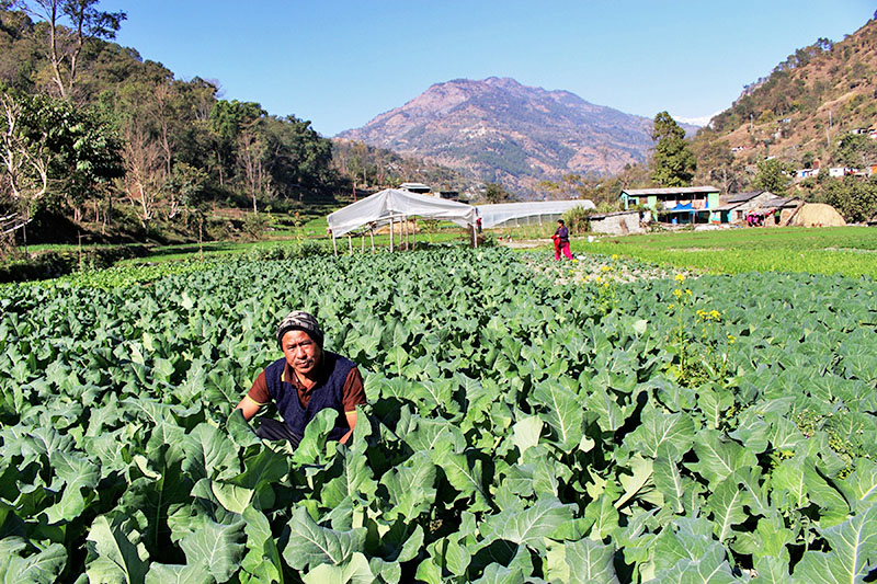 Farmer working at his farm in Beni Municipality-1 in Myagdi district, on Thursday, January 04, 2018. Photo: RSS