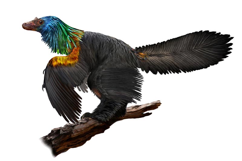 An illustration of a reconstruction of the iridescent dinosaur which had rainbow feathers, named Caihong juji, unearthed in China, is shown in this October 31, 2016 photo released on January 15, 2018. Illustration: Simeonovski, The Field Museum/Handout via Reuters