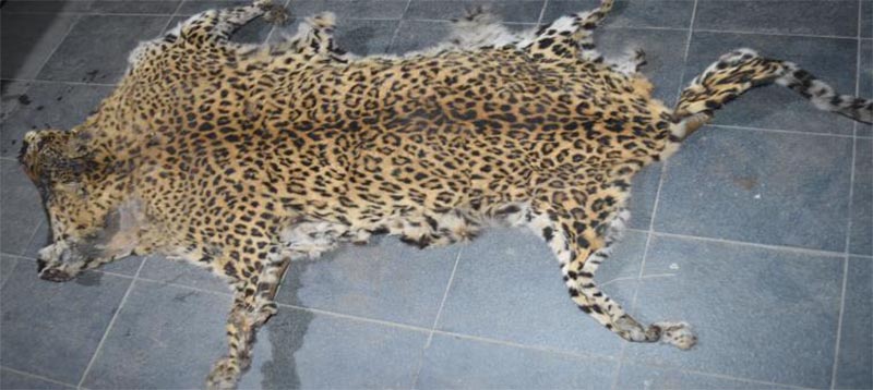A leopard skin seized by the Metropolitan Crime Division, Teku, Kathmandu, on Friday, January 19, 2018. Photo: MCD