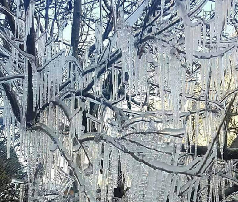 Icicles forming on tree branches due to the extreme fall in temperature, in Manang district, on Monday, January 8, 2017. Photo Courtesy: Naveen Lamichhane