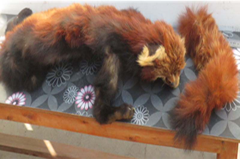 The Metropolitan Crime Division displays seized red panda hides in Kathmandu, on Monday, January 08, 2018. Courtesy: MCD