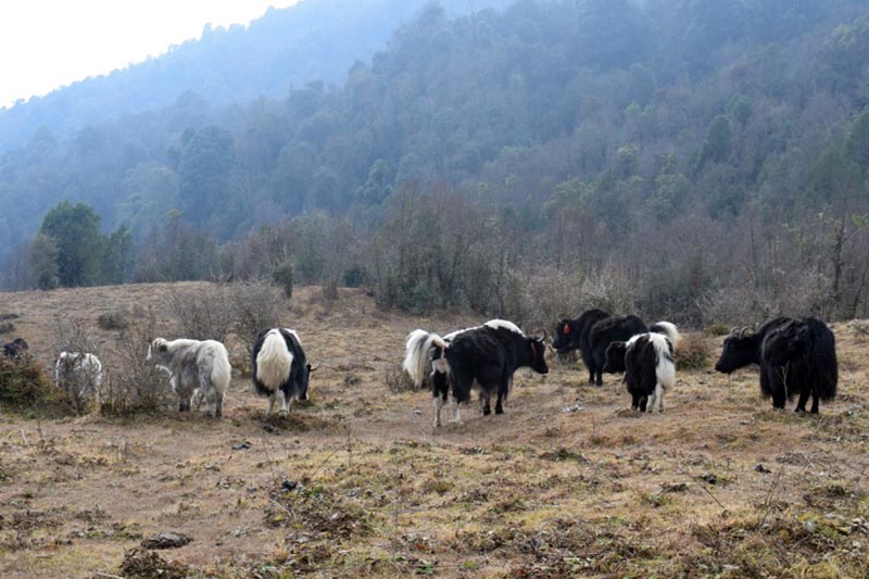 A herd of yaks grazing at Shreejung Kharka near Gupha Bazaar in Therathum District, on January 2, 2018. Photo: RSSnn