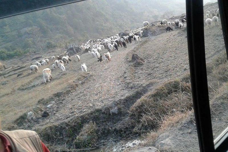 Sheep grazing on the lowlands where they were taken due to excessive cold in the high hills of Lamjung, on Thursday, January 4, 2018. Photo: THT
