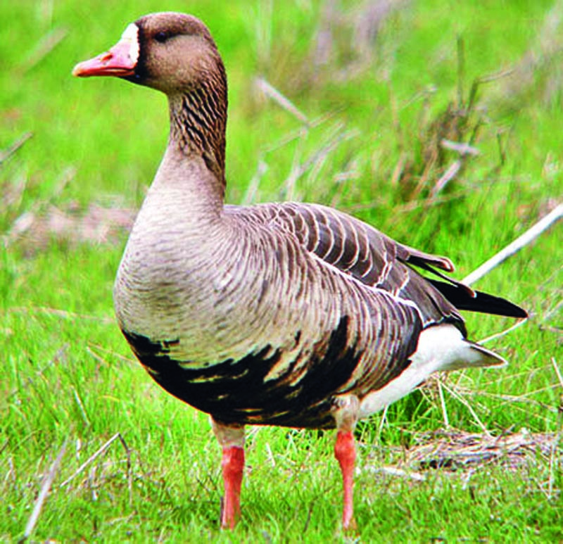 White fronted Goose 