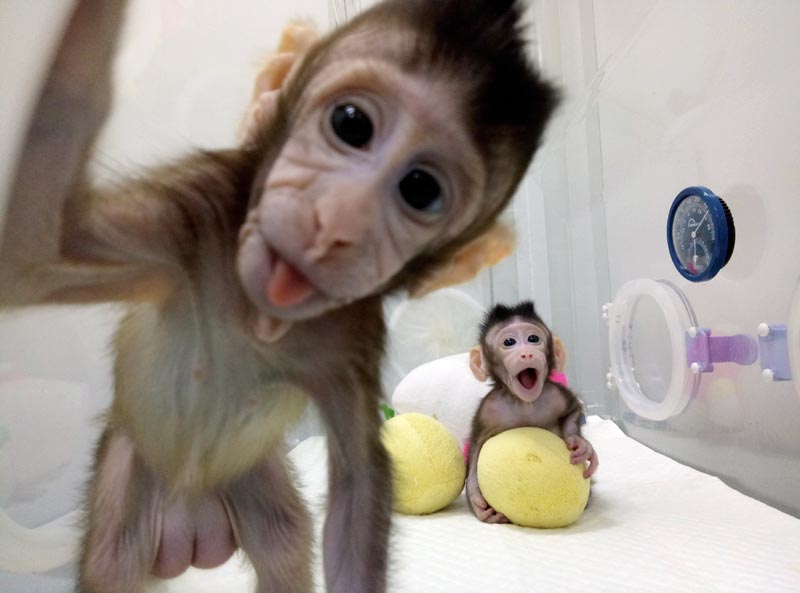 Cloned monkeys Zhong Zhong and Hua Hua are seen at the non-human primate facility at the Chinese Academy of Sciences in Shanghai, China January 20, 2018, in this picture provided by Chinese Academy of Sciences and released by China Daily. Photo: China Daily via Reuters