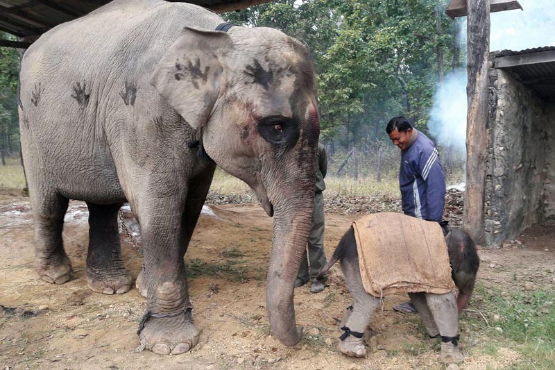 Chitrakalseni, an elephant with her newborn calf are seen at the Parsa wildlife Reserve in Amalekhgunj of Parsa district, on Saturday, January 27, 2018. Photo: Pushpa Khatiwada/THT