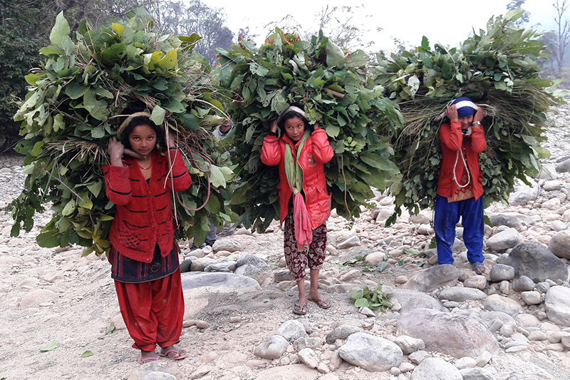 Locals returning home after collecting foliage from nearby community forest in Kanchanpur district, on Friday, January 12, 2018. Photo: RSS