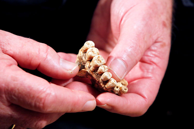 REFILE - REMOVING EXTRA WORD Prof Israel Hershkovitz, of the Department of Anatomy and Anthropology at Tel Aviv University, holds a partial jaw bone bearing seven teeth which was unearthed in a cave in Israel and represents what scientists are calling the oldest-known Homo sapiens remains outside Africa, in Tel Aviv, Israel January 28, 2018. Photo: Reuters