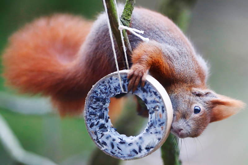 A red squirrel takes bird food at a tree in Berlin, Germany, January 13, 2018. Photo: Reuters