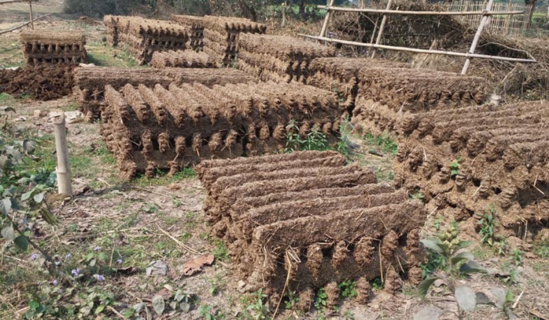 Dung Cakes basked in sun in Koshi Rural Municipality of Sunsari Distict, on 28 February 2018. Dung Cakes are used as fuel for cooking food. Photo: RSS