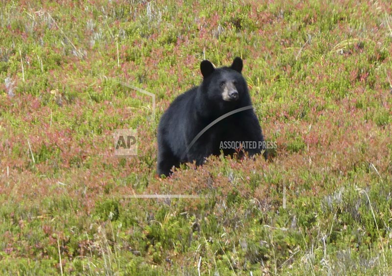 FILE- In this October 2017 file photo, a black bear walks in Granite Basin, amid low-lying blueberry thickets, in Juneau, Alaska.  Photo: AP