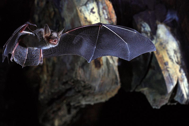 The greater mouse-eared bat (Myotis myotis) is shown in this undated handout photo taken in Brittany, France, released on February 7, 2018. Photo Courtesy Olivier Farcy/Handout via Reuters