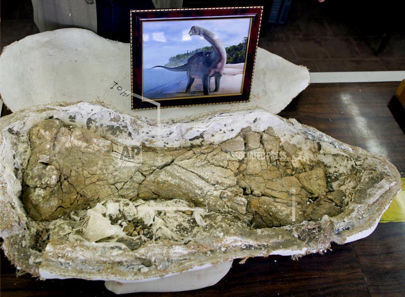 In this Saturday, February 3, 2018 photo, a humerus or arm bone and a drawing of a Cretaceous period dinosaur are displayed in a lab at Mansoura university, in Mansoura, Egypt. Researchers from the university discovered a new species of long-necked herbivore which is around the size of a city bus, in the western desert of Egypt, and could be just the tip of the iceberg of other finds. Experts say the discovery could shed light on a particularly obscure period of history for the African continent. Photo: AP