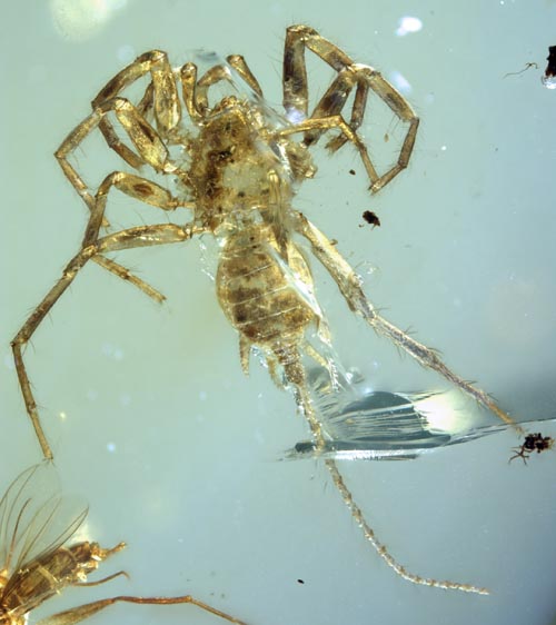 The Cretaceous arachnid Chimerarachne yingi, found trapped in amber after 100 million year appears in a handout illustration provided on February 5, 2018. University of Kansas/KU News Service/Handout via Reuters