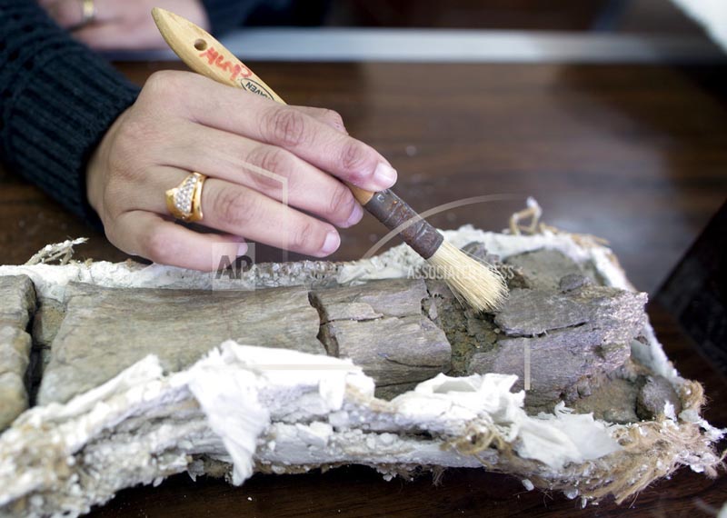 In this Saturday, Feb. 3, 2018 photo, paleontologist Mai el-Amir, who was involved in Mansoura university's excavation of a Cretaceous period dinosaur, works on a bone at a laboratory in Mansoura, Egypt. Researchers from the university discovered a new species of long-necked herbivore, which is around the size of a city bus, in the western desert of Egypt. It could be just the tip of the iceberg of other finds and experts say the discovery could shed light on a particularly obscure period of history for the African continent. Photo: AP