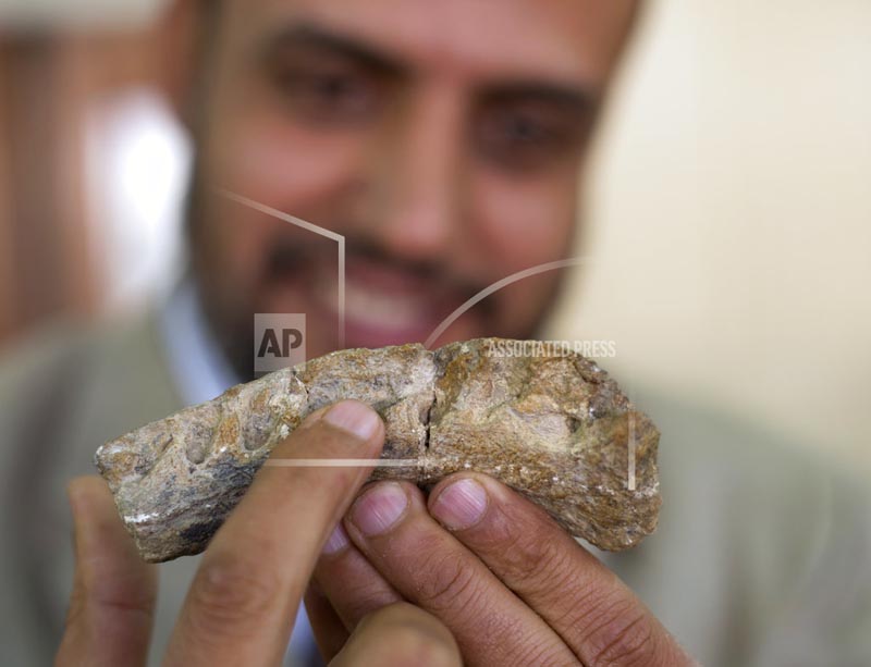 In this Saturday, Feb. 3, 2018 photo, Hesham Sallam, head of Mansoura university's Center for Vertebrate Paleontology, displays a left dentary, which holds the teeth, of a Cretaceous period dinosaur in Mansoura, Egypt. Researchers from Mansoura university discovered a new species of long-necked herbivore, in the western desert of Egypt, which is around the size of a city bus and could be just the tip of the iceberg of other finds and could shed light on a particularly obscure period of history for the African continent. Photo: AP