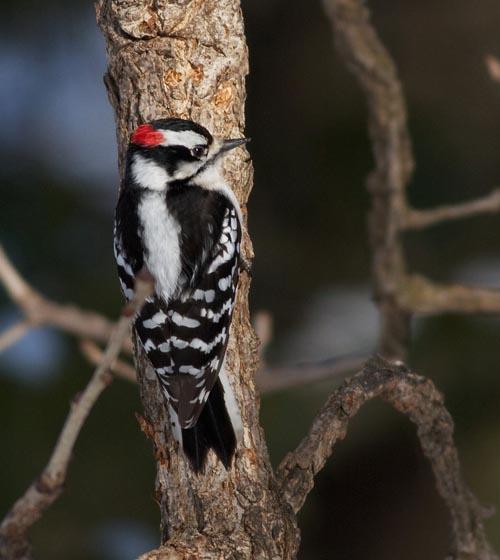 A Downy woodpecker is shown in this undated photo provided February 2, 2018.  Courtesy:  Arlene Koziol/The Field Museum/Handout via Reuters