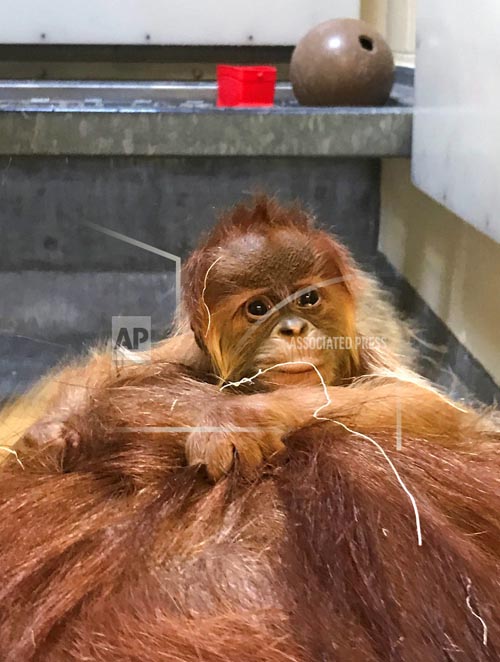 This undated photo provided by Denver Zoo shows a baby Sumatran orangutan at the Denver Zoo in Denver, Colorad. Photo: AP