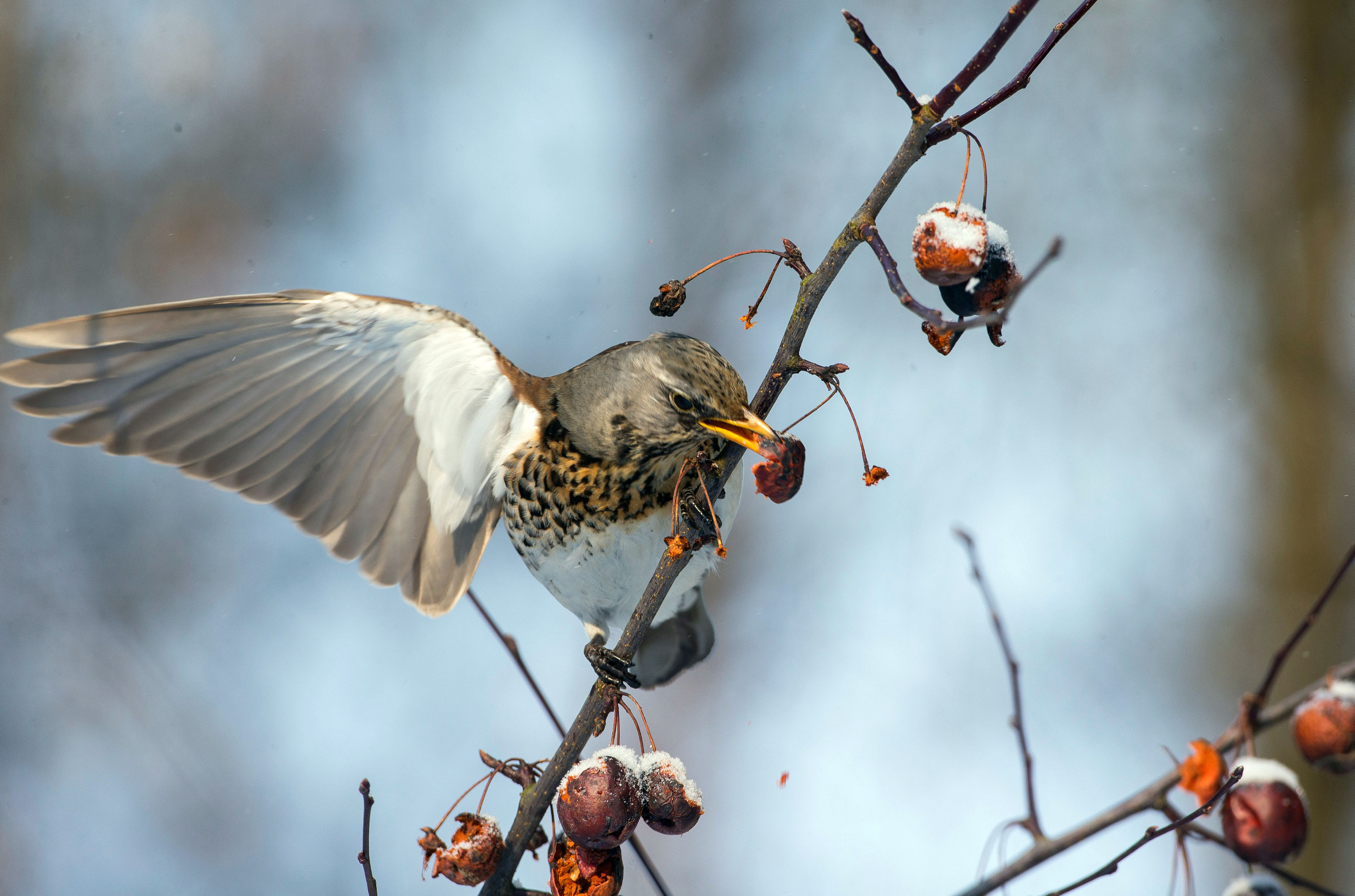 A fieldfare feeds on a tree as the air temperature drops to about minus 12 degrees Celsius (10.4 degrees Fahrenheit), near the Ozerny village, Belarus March 3, 2018.  Photo: Reuters