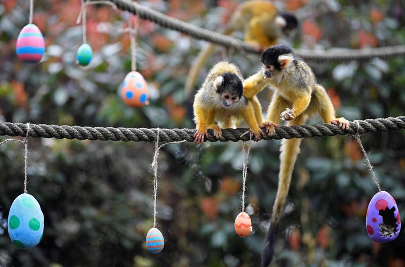 Black-capped squirrel monkeys eat food contained within papier mache eggs at London Zoo in London, Britain, March 29, 2018. Photo: Reuters
