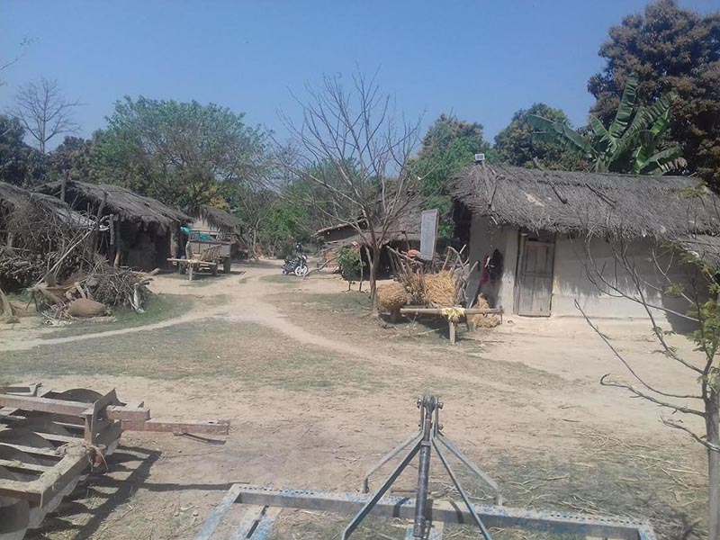 A view of the Tharu settlement established by flood victims in Mohanpur of Kailari Rural Municipality, Kailali, on Sunday, March 18, 2018. Photo: THT