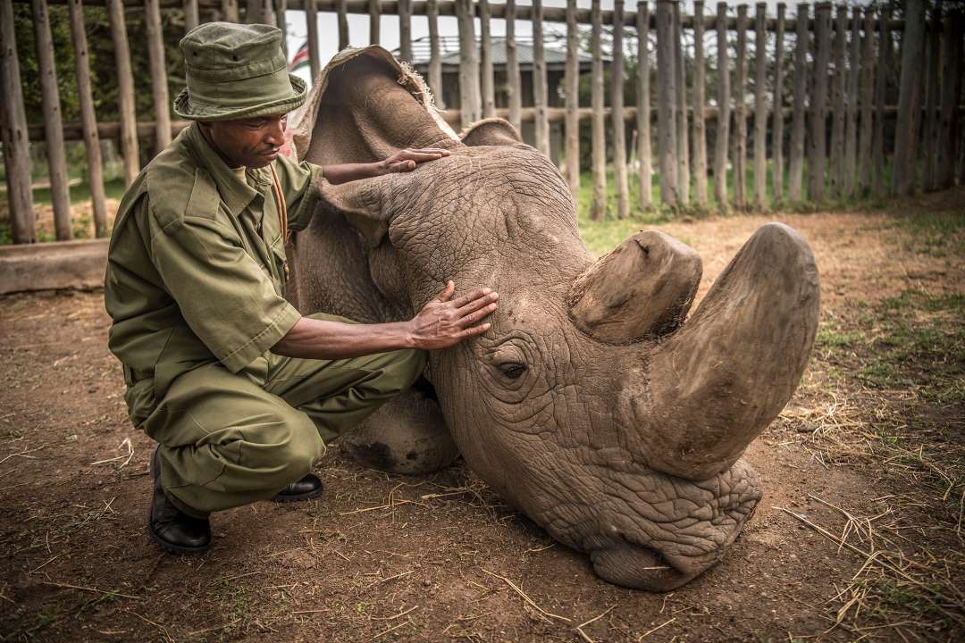 A wildlife ranger comforts Sudan, the last male northern white rhino. Sudan died on March 19 in Kenya. Photo: National Geographic 