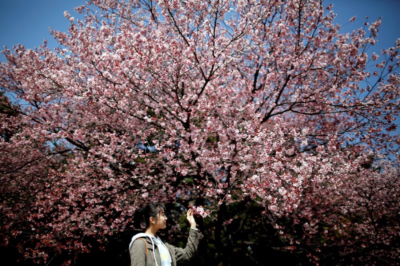 A visitor looks at early flowering Kanzakura cherry blossoms in full bloom at the Shinjuku Gyoen National Garden in Tokyo, Japan March 14, 2018. Photo: Reuters