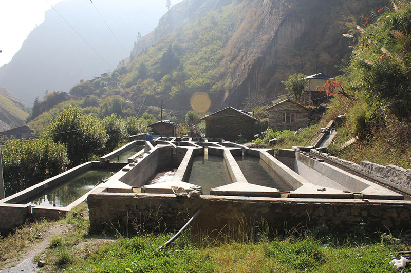 Rainbow trout farming business operated by local Lokendra Ghale of Dharapani, in Manang, on March 10, 2018. Photo: Ramji Rana