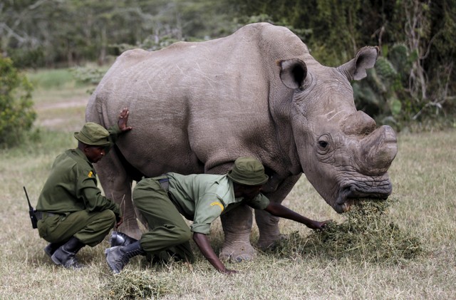 FILE PHOTO: Wardens assist the last surviving male northern white rhino named 'Sudan' as it grazes at the Ol Pejeta Conservancy in Laikipia national park, Kenya. REUTERS