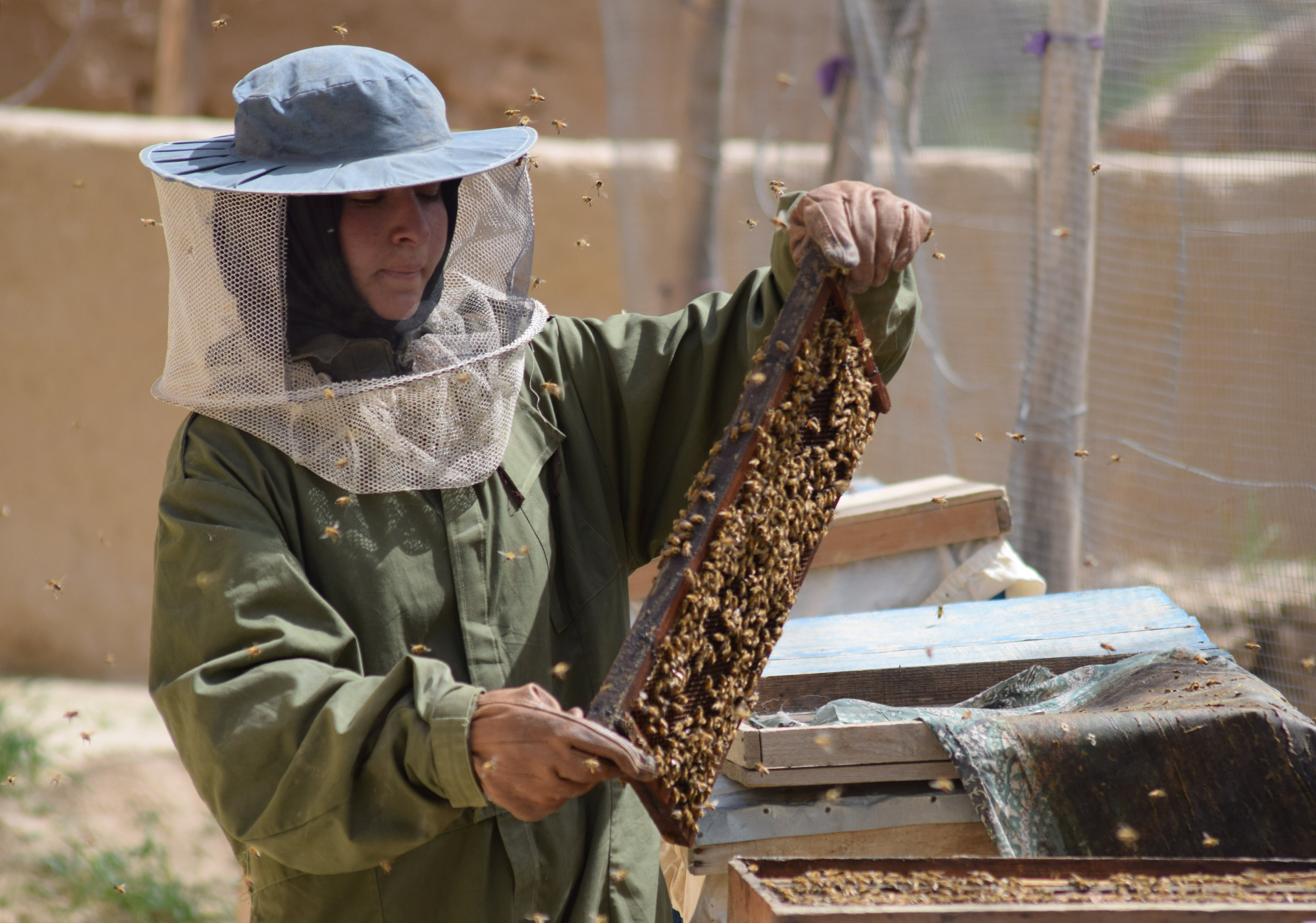 Beekeeper Frozan, 16, checks a beehive in the Marmul district of Balkh province, Afghanistan March 29, 2018. Photo: REUTERS