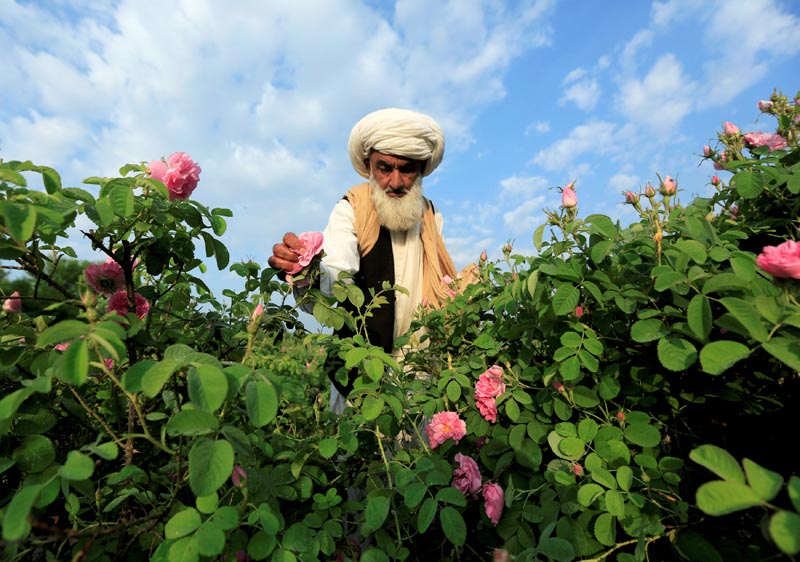 An Afghan man collects flowers at his field on the outskirts of Jalalabad, Afghanistan April 10, 2018. Photo: Reuters