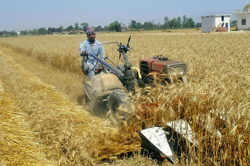 A farmer uses modern machine to harvest crops in Kanchanpur district, on Wednesday, April 18, 2018. Photo: RSS