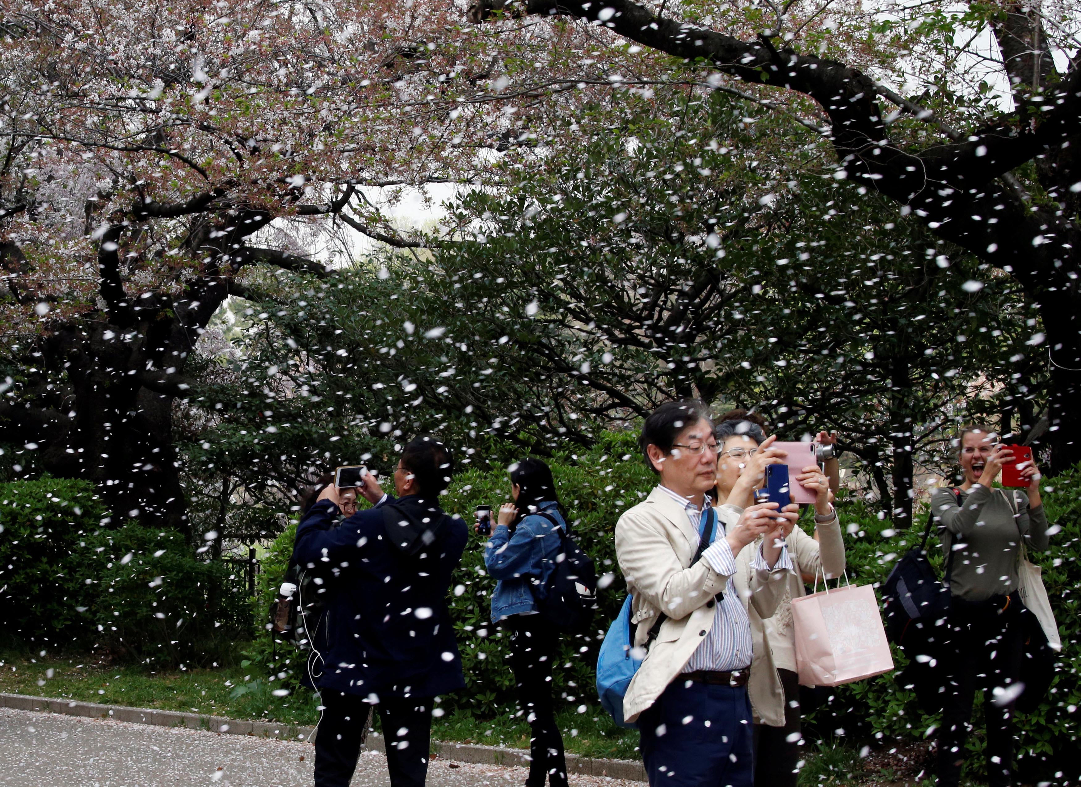 People film a shower of cherry blossoms at a park in Tokyo, Japan, April 2, 2018. Photo: Reuters