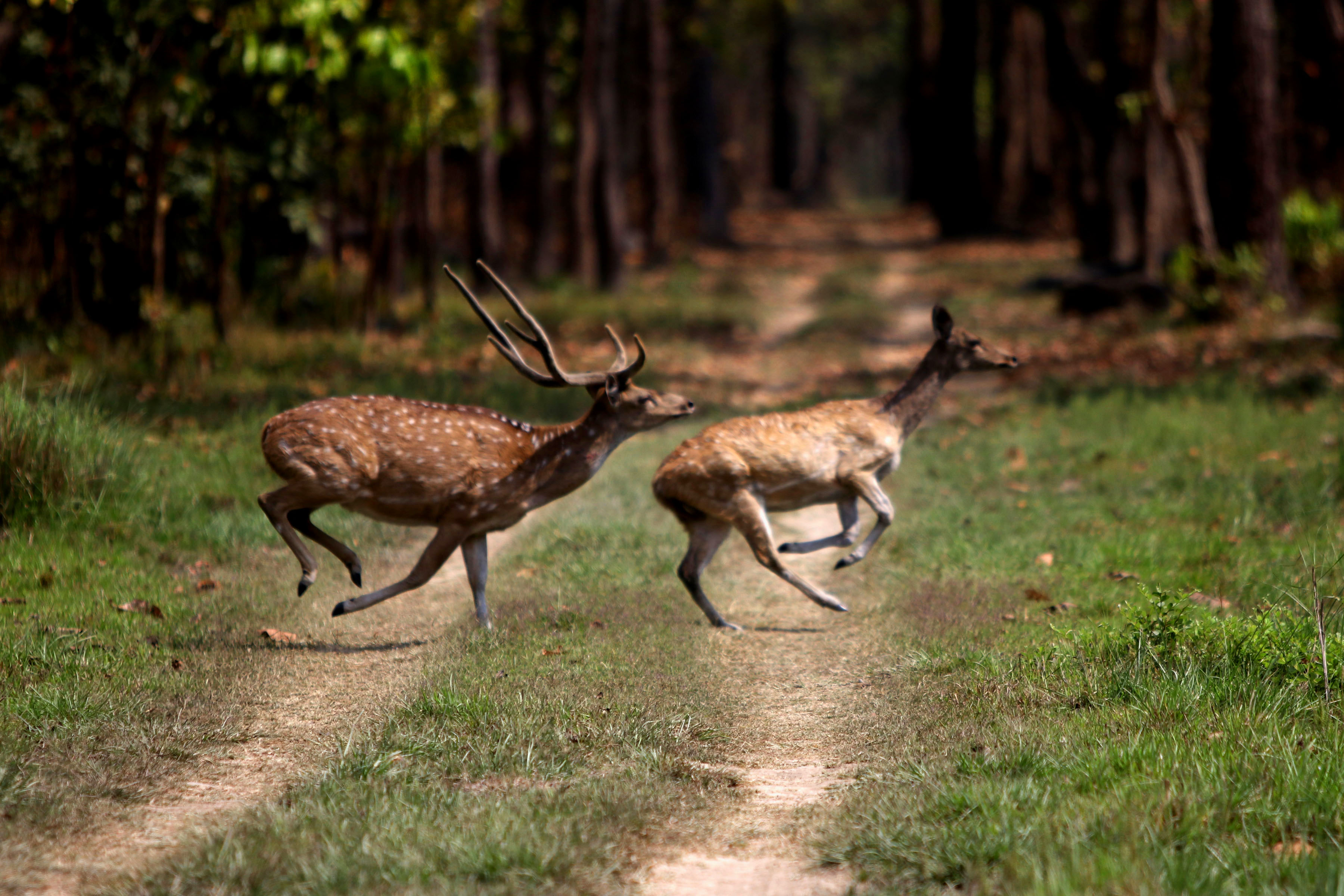 Spotted Deer commonly known as Chital leap around the dry lands of Shukhlaphanta National Park, Kanchanpur on April 14, 2018. Photo: RSS 
