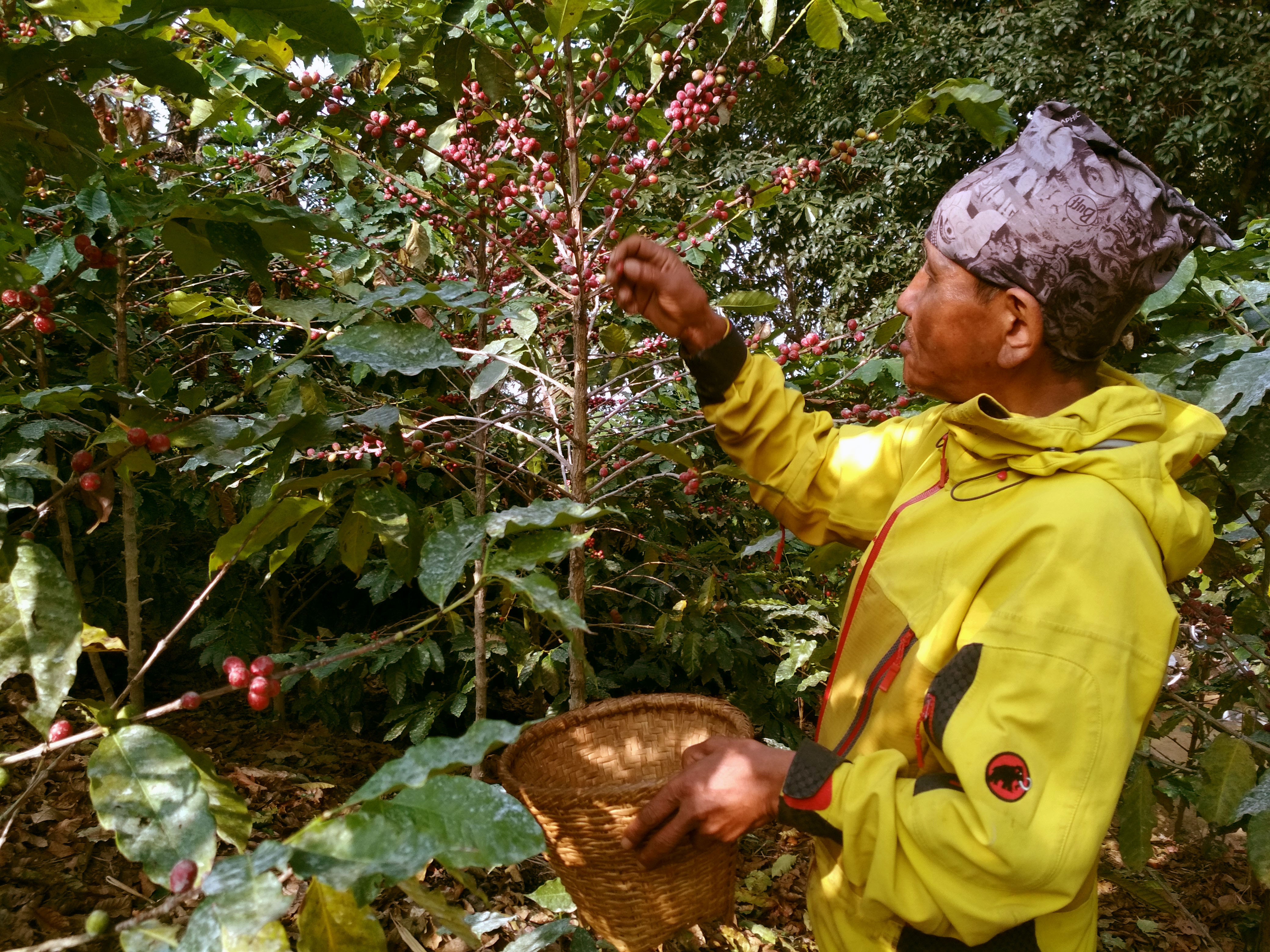 A worker is seen picking beans at coffee farm of Himalayan On-Top Organic Coffee Estate in Dhading. Photo: Keshav Adhikari