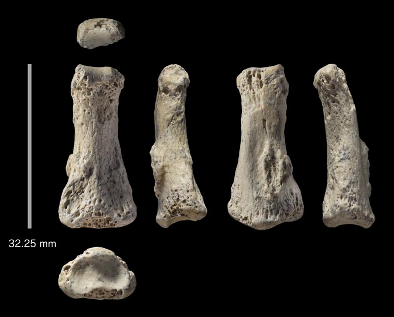 The single fossil finger bone of Homo sapiens - pictured from various angles - from the Al Wusta site, Saudi Arabia is pictured in this undated handout composite photo obtained by Reuters April 9, 2018. Photo: Ian Cartwright/Handout via Reuters