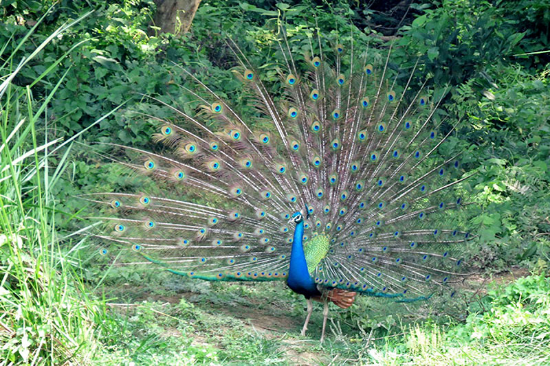 A male peacock performing dance to attract attention of female peacock on the premises of Chitwan National Park, in Chitwan, on Friday, April 20, 2018. Photo: RSS