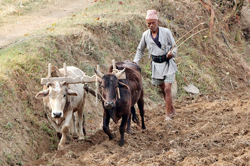 A farmer plows field to sow maize seed in Lagarche of Sindupalchowk district, on Friday, April 06, 2018. Photo: RSS
