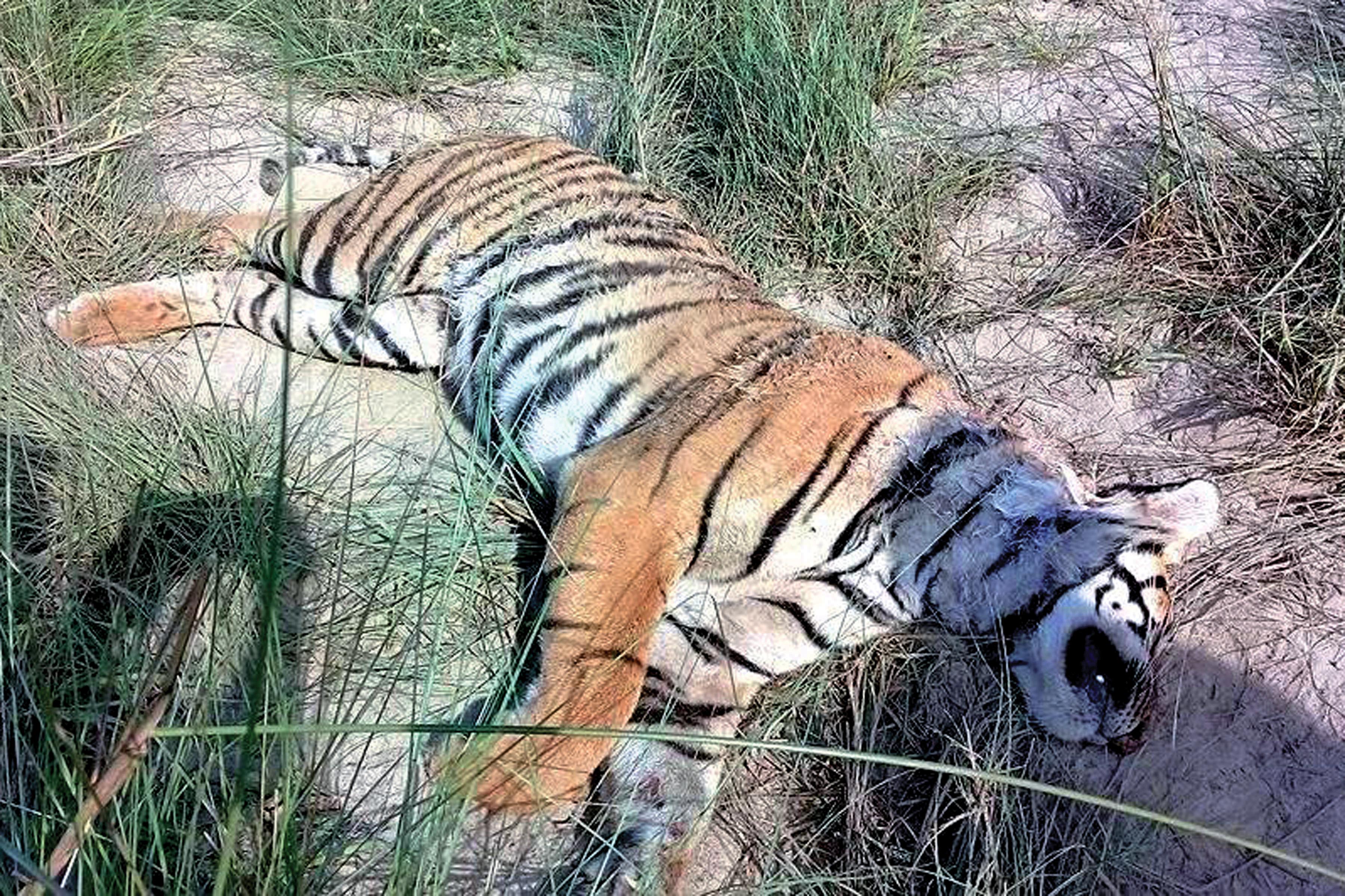 A royal Bengal tiger found dead on the banks of  Rapti River in Sauraha, Chitwan, on Sunday, April 22, 2018. Photo: RSS