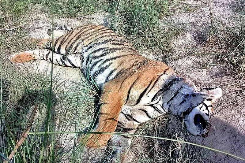 A rare spotted female tiger found motionless on the bank of Rapti river in Chitwan National Park, on Sunday, April 22, 2018. Photo: RSS