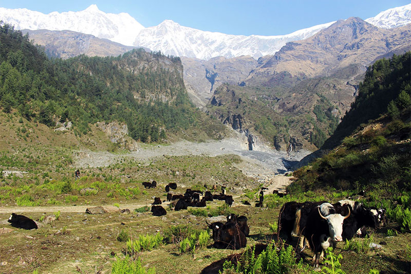 A herd of yaks seen on the banks of Boksikhola in Thasang Rural Municipality-2 in Mustang district, on Wednesday, April 25, 2018. Photo: RSS