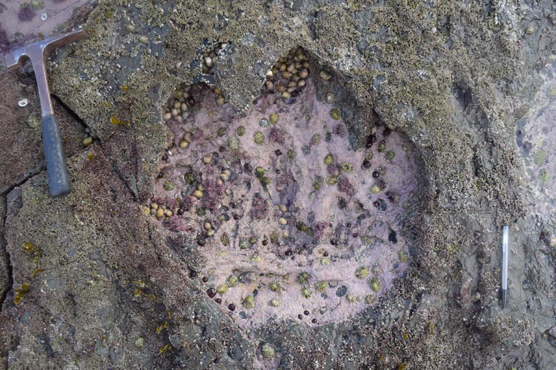 A sauropod footprint discovered at Brothers' Point on the Isle of Skye in Scotland is seen in this undated photograph supplied by Edinburgh University on April 2, 2018. Courtesy: Paige dePolo/Edinburgh University/Handout via Reuters