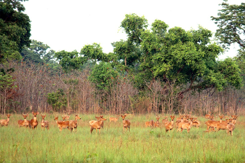 A herd of swamp deer is seen in the Shuklaphanta National Park, Kanchanpur, on Thursday, April 19, 2018. Photo: RSS