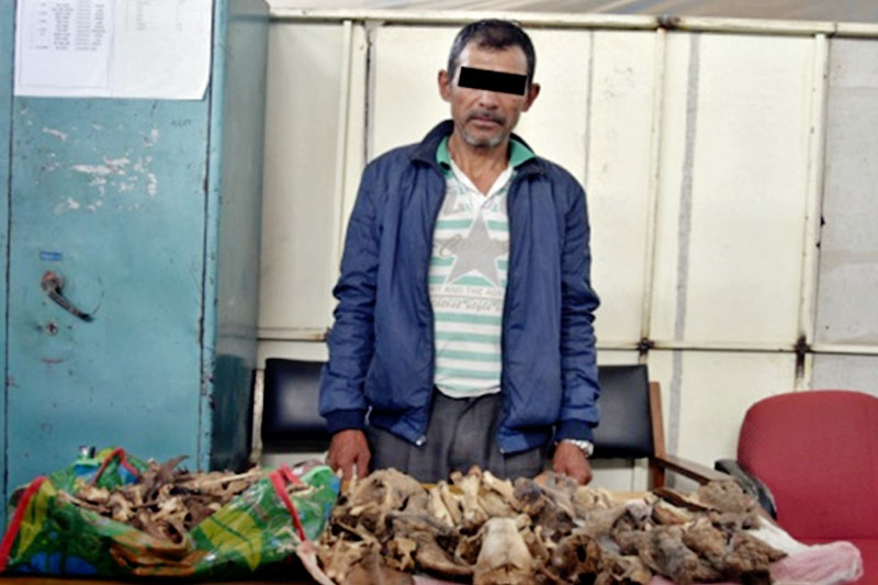Police making public the suspect along with seized leopard skins and bones at the Metropolitan Crime Division in Kathmandu, on Tuesday, May 08, 2018. Courtesy: MCD